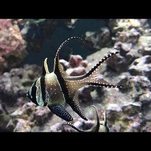 Meet your Posher, Trinity